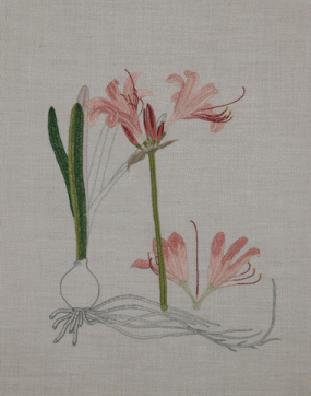 Flora Japonica Chizuko Kaneko Siebold-Museum